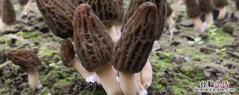 羊肚菌出菇期管理方法，不出菇的原因是什么