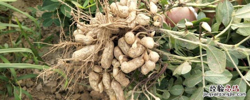 花生专用肥的最佳配方，花生种植盖地膜好还是不盖地膜好