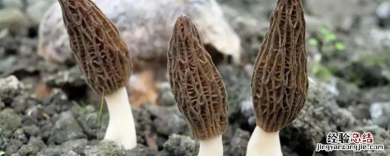 羊肚菌的种植方法栽培技术,适合在什么地方种植