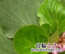 岩白菜的功效与作用 岩白菜的功效与作用图片