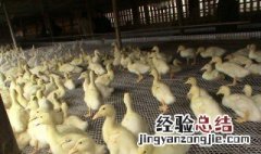 鸭棚搭建教程视频 鸭棚搭建教程