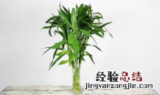 水养富贵竹养几支最好 水养富贵竹养几支最旺运财