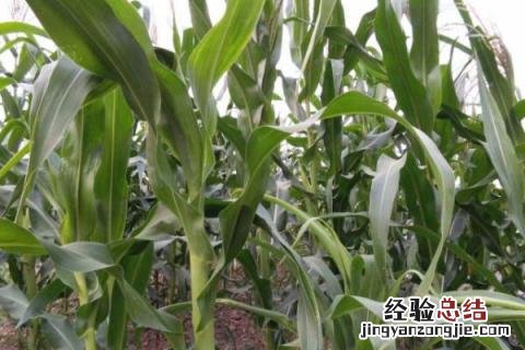 农华803玉米品种介绍审定公告 农华803玉米品种介绍