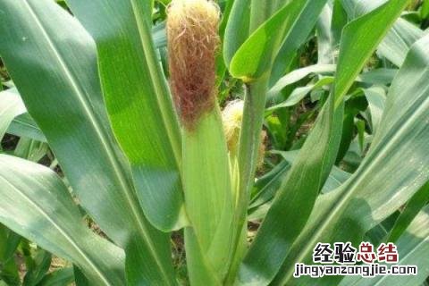 农华803玉米品种介绍审定公告 农华803玉米品种介绍