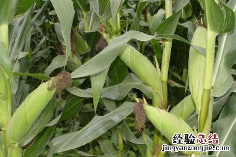 农华803玉米品种介绍审定公告 农华803玉米品种介绍