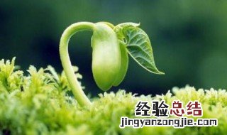 生命像什么仿写一段话 关于生命像什么仿写的一段话