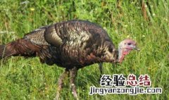 梦见养火鸡是什么意思 梦见养火鸡是什么意思周公解梦