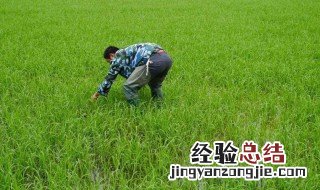 用除草剂怎么能够把树弄死 看这里
