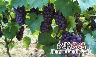 葡萄园适合养殖什么 你都了解多少