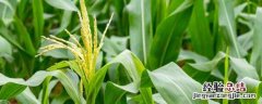 玉米品种农大372玉米品种好不好? 农大372玉米种的特征特性