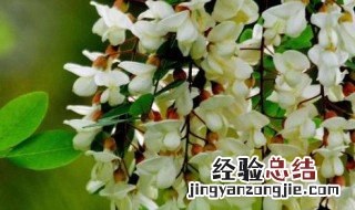 槐花不可以和什么一起吃 洋槐花和什么不能一起吃