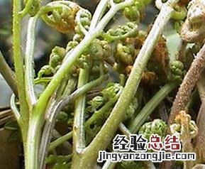 蕨儿菜的功效与作用图片 蕨儿菜的功效与作用