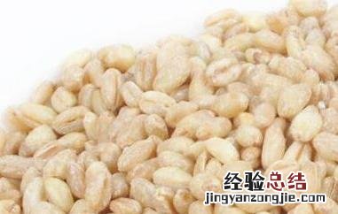 炒麦仁的功效与作用是什么 炒麦仁的功效与作用
