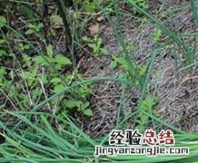 野葱的功效与作用害处 野葱的功效与作用