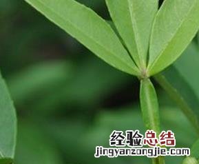 竹叶椒的药用功效与用法 竹叶椒叶的功效