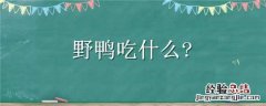 野鸭吃什么食物后醉倒 野鸭吃什么