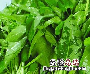 竹叶菜的功效与作用 膀胱炎 竹叶菜的功效与作用