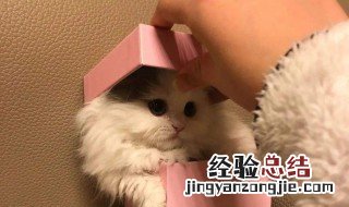 送猫咪怎么发朋友圈 送猫的朋友圈怎么发