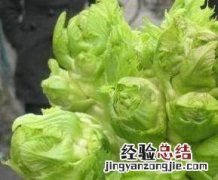 抱子芥的功效与作用是什么 抱子芥的功效与作用