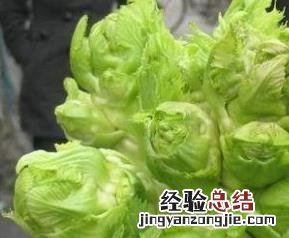 抱子芥的功效与作用是什么 抱子芥的功效与作用
