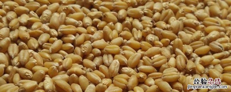 小麦种子中含有丰富的什么,种子中的能源物质是什么