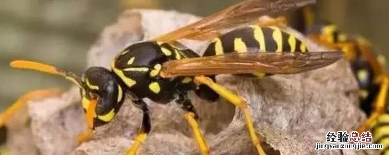 家里马蜂怎么处理 马蜂怎么处理
