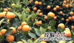 四季桔功效与作用 四季桔怎么吃才能止咳?