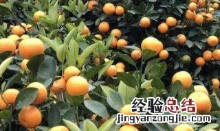 四季桔功效与作用 四季桔怎么吃才能止咳?