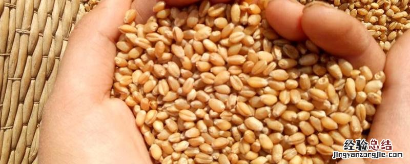 小麦种子成熟过程中物质的转化，附成熟过程中水分减少的原因