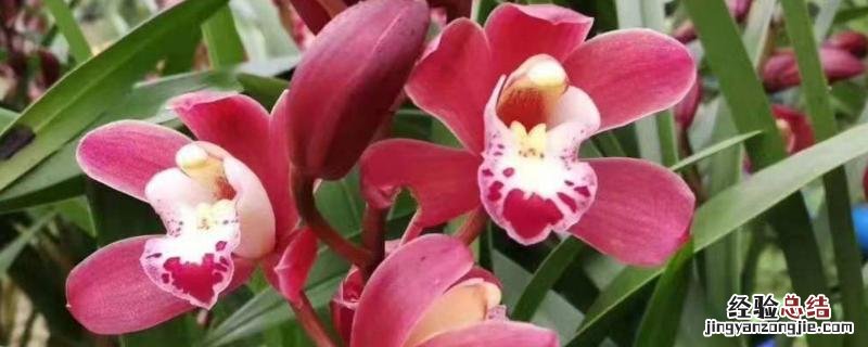 墨兰养殖方法与技巧 花卉墨兰的养殖方法，附寓意和象征