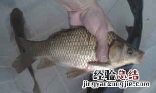 野钓鲫鱼一般都用几米的竿子 看这里