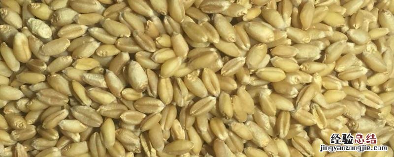 小麦种子可以在水里泡多久，泡水多久能种