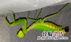 螳螂繁殖后代的视频 螳螂怎么繁殖后代的