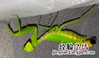 螳螂繁殖后代的视频 螳螂怎么繁殖后代的