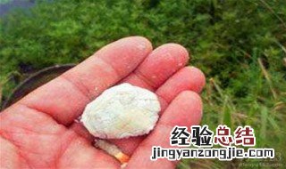农村自制鱼饵 了解一下