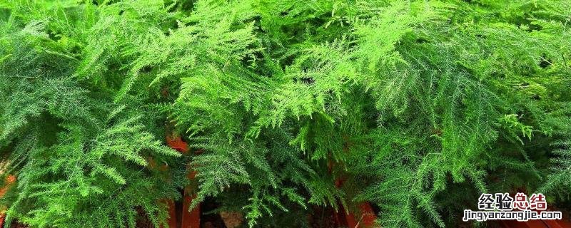 文竹花使用什么肥料最好 花卉文竹养殖方法,施什么肥料好