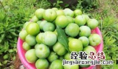孕妇吃李子的功效与作用 你都了解吗