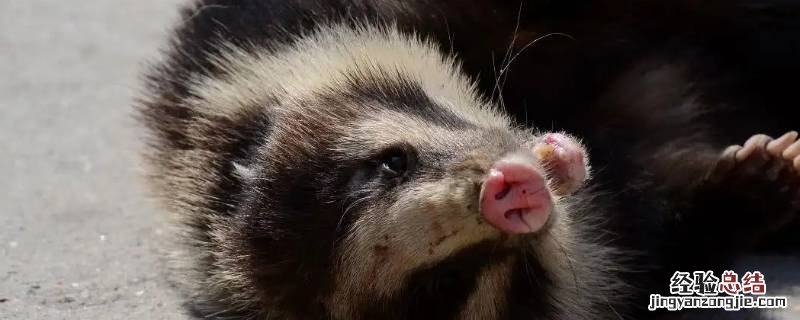 野生獾猪可以吃吗 猪獾能吃吗?是野生动物吗