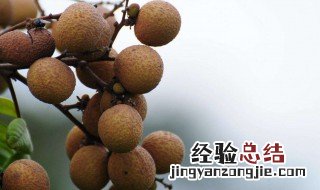 孕妇吃龙眼上火吗 最多可以吃多少