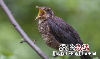 夜莺有什么意思 夜莺的意思解释