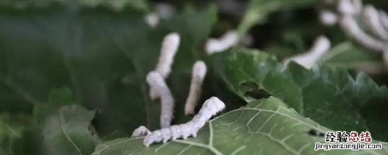 什么又名桑蚕 什么又名桑蚕三个字遇见逆水寒