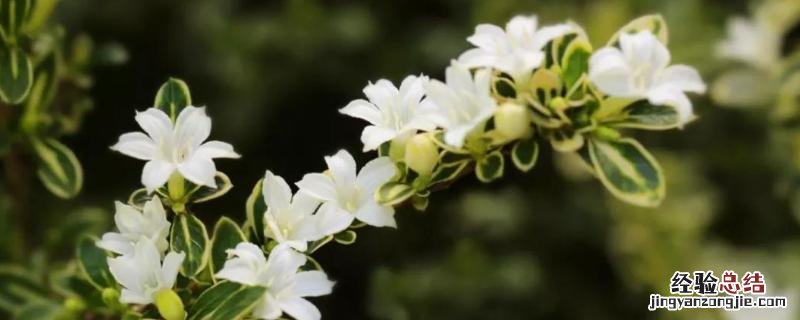 花卉六月雪的养殖方法,附注意事项 六月雪的养殖方法和注意事项盆景怎么修剪