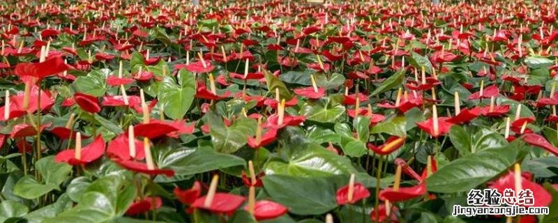 花卉红掌的养殖方法和注意事项,适合放在室内养吗