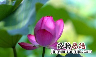 映日荷花别样红什么意思 映日荷花别样红指什么