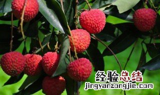 孕妇适当吃荔枝的好处 四大好处送给你