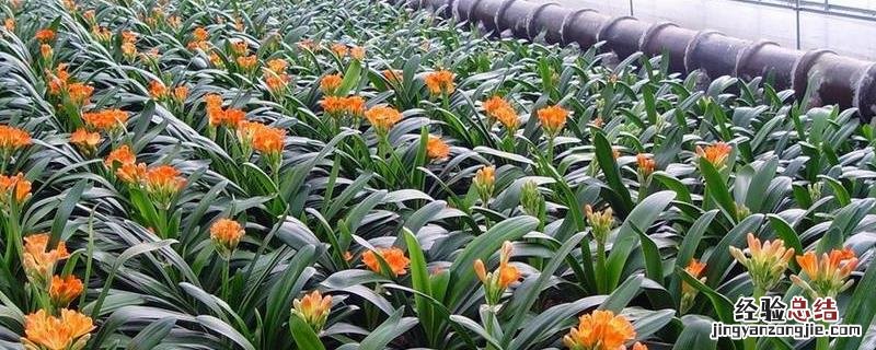 养花君子兰怎么养 花卉君子兰怎么养殖,施什么肥好