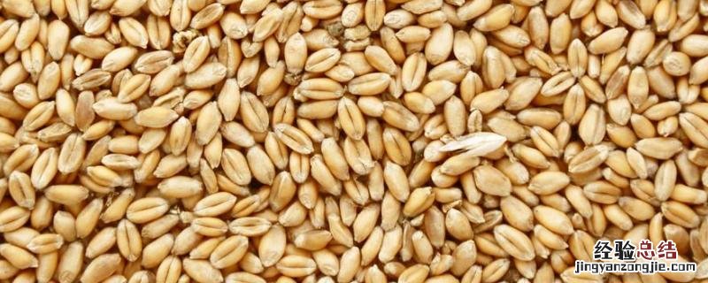 小麦种子一斤大约多少粒,一袋有多少斤