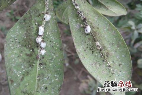 花卉病害辨别与治疗 常见花卉病害