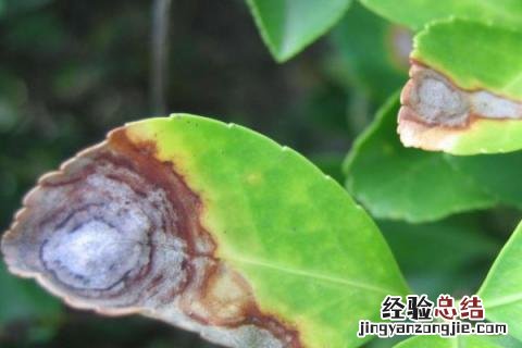 花卉病害辨别与治疗 常见花卉病害
