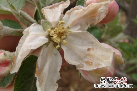 花卉病害辨别与治疗 常见花卉病害